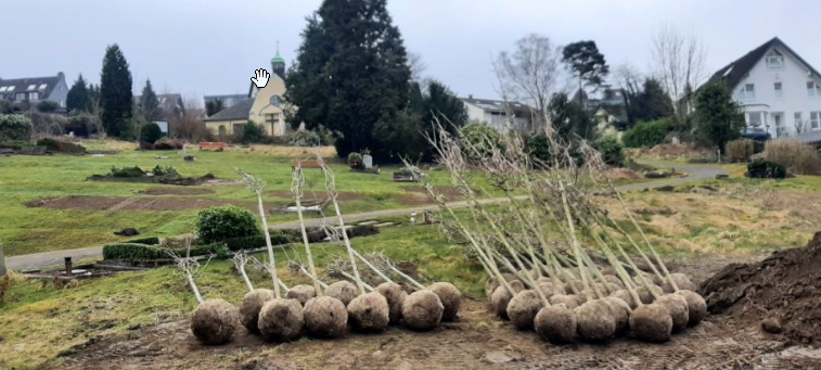 "Megaprojekt" in Essen: Bestattungswald nimmt Form an