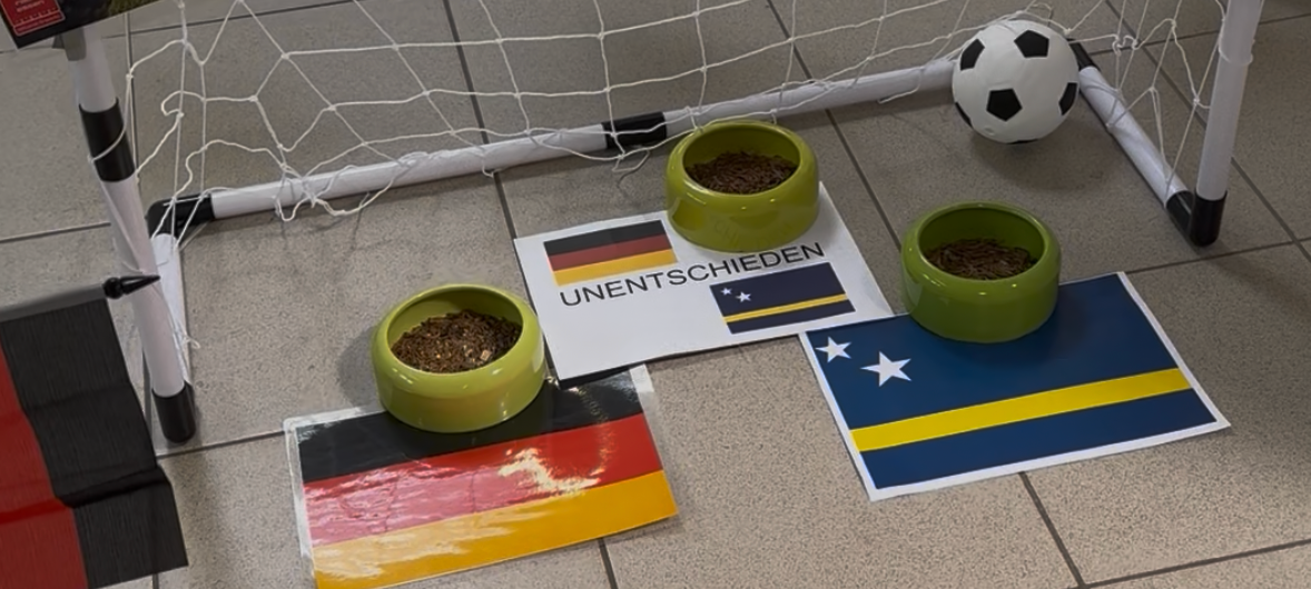 Fußball-WM-Orakel in Essen: Dicke Henne Elke sagt Spielausgang voraus