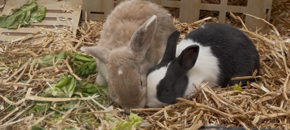 Führungen im Tierheim Essen: Tierschutz hautnah erleben