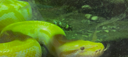 Führungen im Tierheim Essen: Tierschutz hautnah erleben