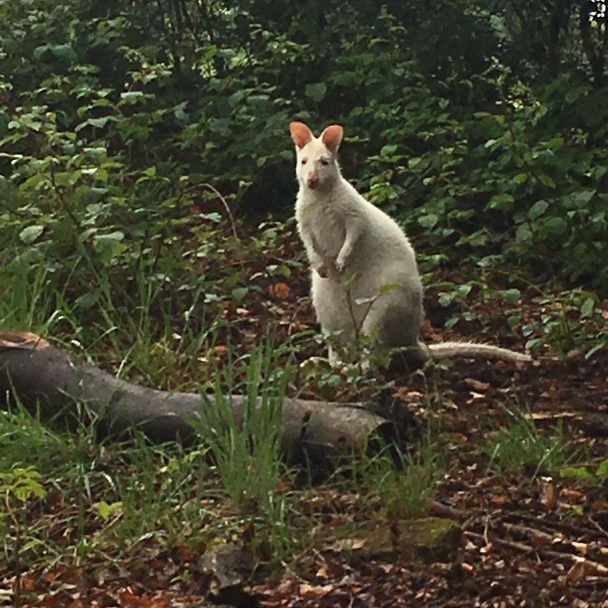 Ein kleines weißes Känguru sitzt in einem Wald in Essen-Kupferdreh