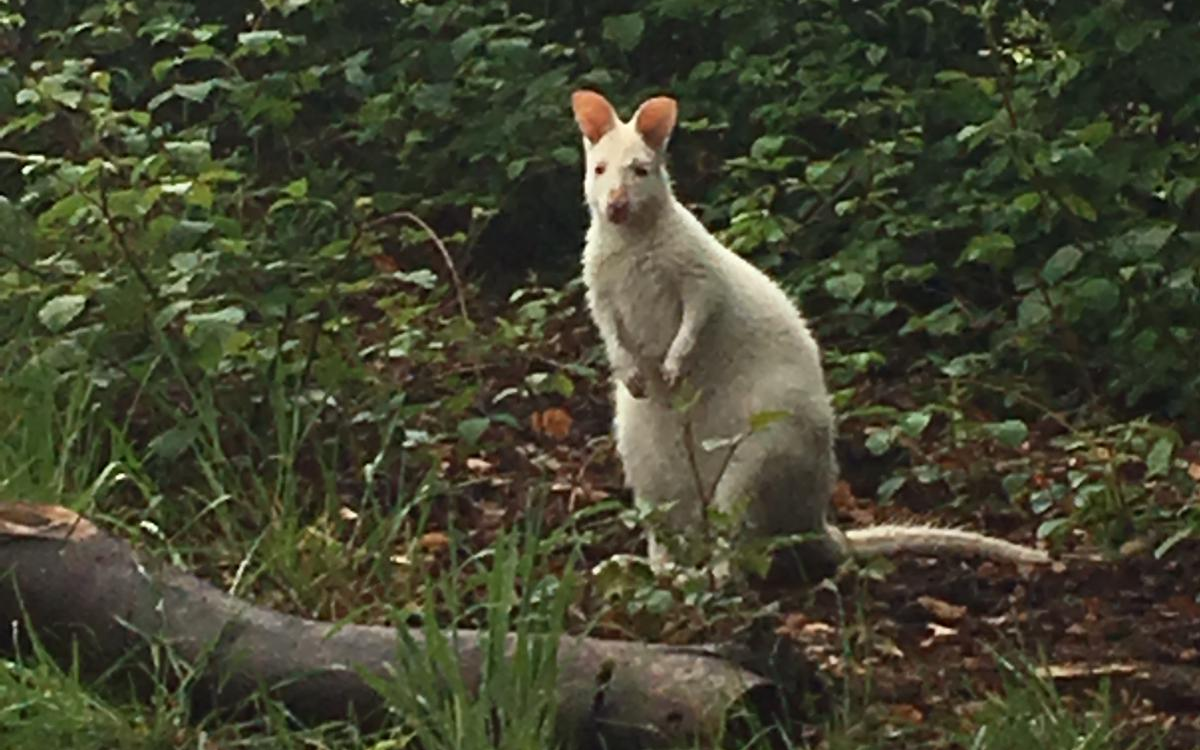 Ein kleines weißes Känguru sitzt in einem Wald in Essen-Kupferdreh