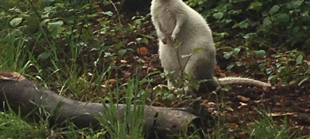 Ein kleines weißes Känguru sitzt in einem Wald in Essen-Kupferdreh