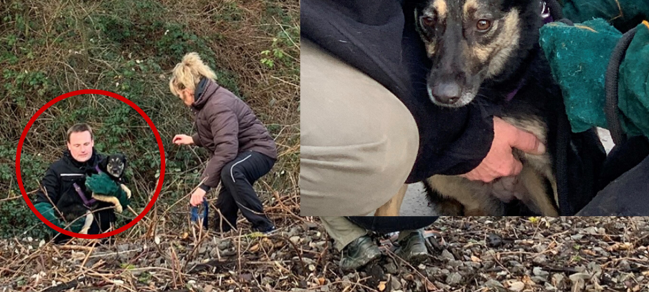 Tierschutzbund Essen: Suchhund findet verlorenen Hund