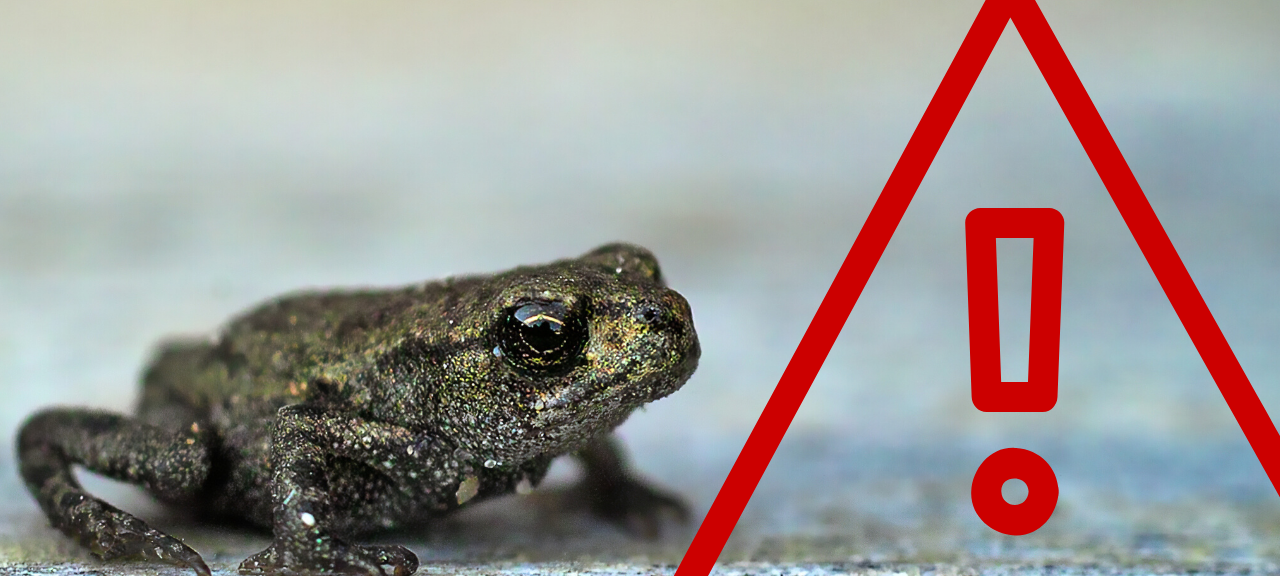Essen: Vorsicht vor Amphibien auf der Straße!