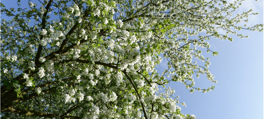Essen testet Baumrigolen: Neue Wege bei der Bewässerung von Straßenbäumen